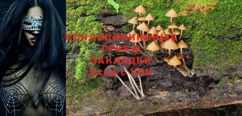 Галлюциногенные грибы Magic Shrooms  Ставрополь 